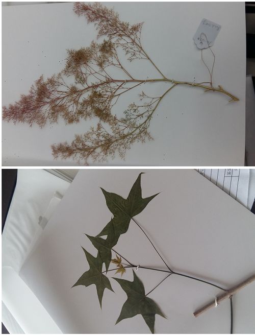 植物标本的原理是什么_植物标本